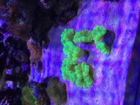 ImageUploadedByReefs2015-02-02 14:23:47 EST.jpg