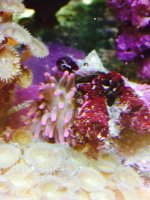 ImageUploadedByReefs2015-02-02 17:51:35 EST.jpg