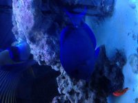 ImageUploadedByReefs2014-06-20 16:25:50 EDT.jpg