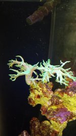 coral3.jpg