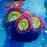 ImageUploadedByReefs2014-09-27 22:53:24 EDT.jpg