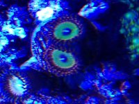 ImageUploadedByReefs2014-09-27 22:54:31 EDT.jpg