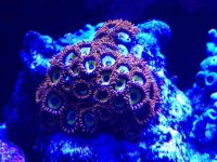 ImageUploadedByReefs2014-09-27 22:55:34 EDT.jpg