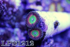 IMG_8303.JPG