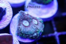 IMG_7973.JPG