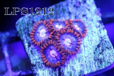 IMG_7924.JPG
