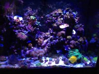 ImageUploadedByReefs2015-03-20 12:02:47 EDT.jpg