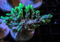 IMG_1517.jpg