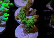 IMG_1518.jpg