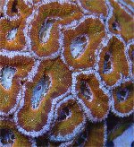 Acan.jpg