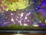 ImageUploadedByReefs2014-08-07 15:11:38 EDT.jpg