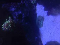 ImageUploadedByReefs2014-06-21 13:38:36 EDT.jpg