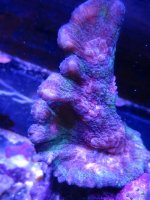 IMG_0797.JPG
