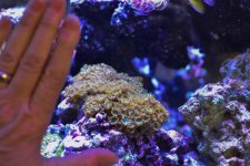 corals-1.jpg