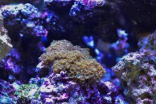 corals-2.jpg