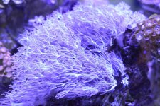 corals-3.jpg