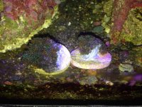 ImageUploadedByReefs2014-05-01 19:54:47 EDT.jpg