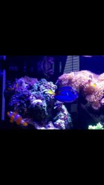 ImageUploadedByReefs2015-03-21 16:40:17 EDT.jpg