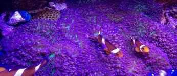 ImageUploadedByReefs2015-03-21 16:40:36 EDT.jpg