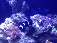 ImageUploadedByReefs2015-03-21 16:41:00 EDT.jpg
