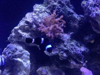 ImageUploadedByReefs2015-03-21 16:41:11 EDT.jpg