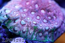 IMG_7875.JPG