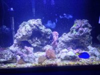 ImageUploadedByReefs2015-03-21 16:41:35 EDT.jpg