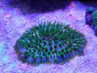 ImageUploadedByReefs2014-05-02 10:28:41 EDT.jpg