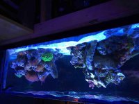 ImageUploadedByReefs2015-03-21 20:14:06 EDT.jpg
