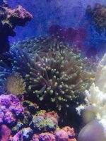 ImageUploadedByReefs2015-03-21 21:05:25 EDT.jpg
