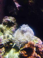 ImageUploadedByReefs2015-03-21 21:05:36 EDT.jpg