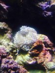 ImageUploadedByReefs2015-03-21 21:05:44 EDT.jpg