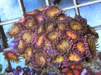 pinkandgoldZoas_zps38e320af.jpg