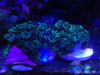 ImageUploadedByReefs2014-05-02 13:13:10 EDT.jpg