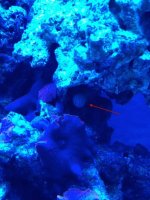 Fish2.jpg