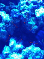Fish3.jpg