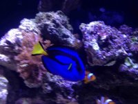 ImageUploadedByReefs2015-03-22 14:24:18 EDT.jpg
