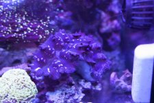 IMG_8197.jpg