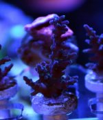 DSC_6201.jpg