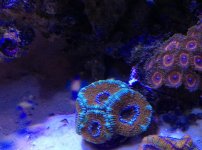 Blueacans.jpg