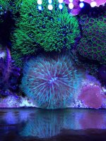 ImageUploadedByTapatalk1403742071.961994.jpg