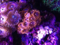 ImageUploadedByReefs2015-03-24 13:31:44 EDT.jpg