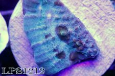 IMG_8339.JPG