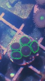 10325689_1495707860662053_1461567039789154921_n.jpg