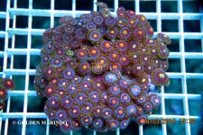 SKU 656_3285.jpg