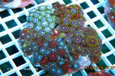 SKU 660_3314.jpg