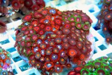 SKU 663_3321.jpg