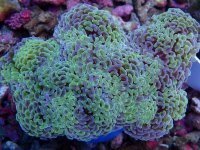 034. Euphyllia ancora - 05.00 Inch - USD. 35.00.jpg