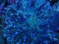 053. Heliofungia - 03.00 Inch - USD. 10.00.jpg