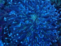 054. Heliofungia - 03.00 Inch - USD. 10.00.jpg